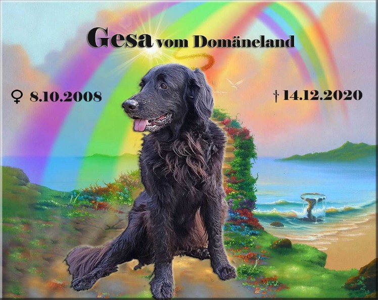 Hovawart Hündin