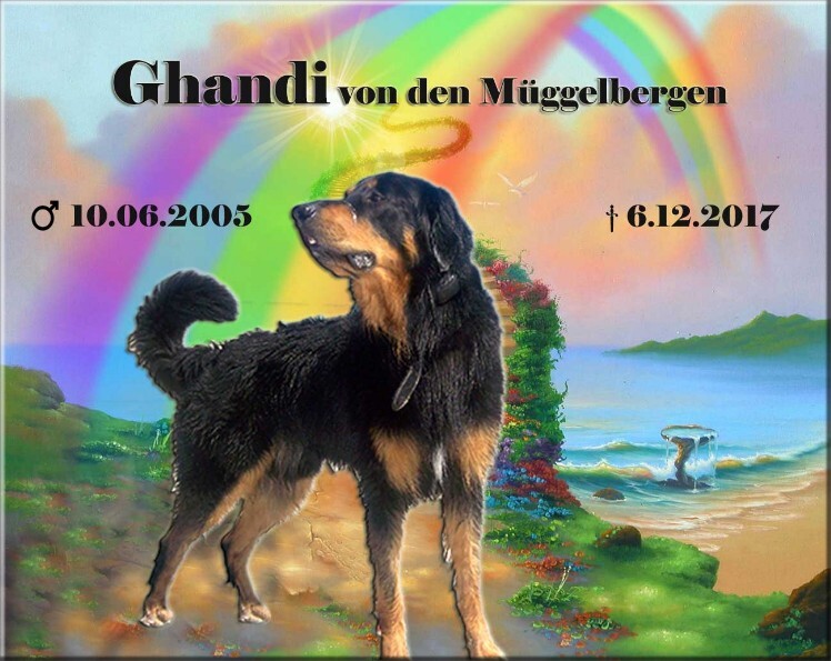 Hovawarte Rüde