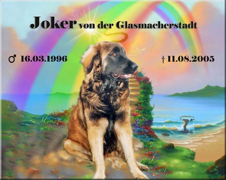 Leonberger Rüde