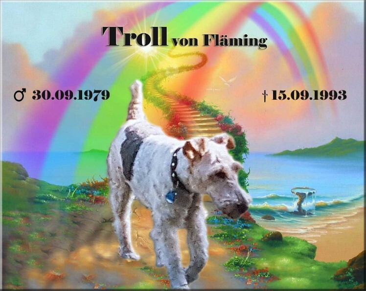 Foxterrier Rüde