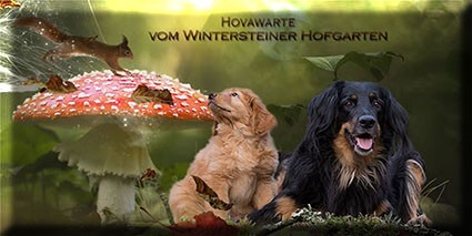 Hovawarte v. Wintersteiner Hofgarten, Züchter